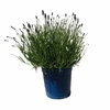 Lavande vraie Hidcote - Pot Ø 18 cm (3L) la jardinerie de pessicart nice 06 (1)