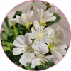 Lewisia pot Ø 14 cm - Fleurs Blanches la jardinerie de pessicart nice 06 (1)