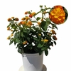 Lantana bandana- Pot Ø 19 (3L) fleur orange la jardinerie de pessicart nice 06 (1)