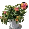 Lantana bandana- Pot Ø 19 (3L) fleur rose la jardinerie de pessicart nice 06 (1)