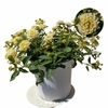 Lantana bandana- Pot Ø 19 (3L) fleur blanche la jardinerie de pessicart nice 06 (1)