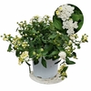 Lantana bandana- Pot Ø 19 (3L) fleur blanche+la jardinerie de pessicart nice 06