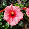 Hibiscus Rosa Sinensis Hauteur 40-60 cm Pot Ø 21 cm - rose-la jardinerie de pessicart nice 06 (1)