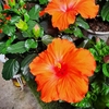 Hibiscus Rosa Sinensis Hauteur 40-60 cm Pot Ø 21 cm - orange-la jardinerie de pessicart nice 06 (1)
