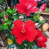 Hibiscus Rosa Sinensis Hauteur 40-60 cm Pot Ø 21 cm - Rouge-la jardinerie de pessicart nice 06