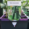 Mini concombre (godet violet)-la jardinerie de pessicart nice 06