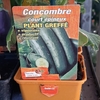 Concombre court épineux type Libanais plant greffé-la jardinerie de pessicart nice 06