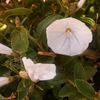 Convolvulus pot de 1.5 litre blanche-la jardinerie de pessicart nice 06 (1)