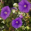 Convolvulus pot de 1.5 litre bleu-la jardinerie de pessicart nice 06 (1)