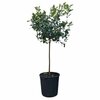 Citronnier Meyer Pot Ø 35 cm Hauteur 160-180 cm-la jardinerie de pessicart nice 06 (1)