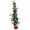 Jasmin étoilé odorant rhyncospermum - tippi Pot de 5 litres Hauteur 80-100 cm-la jardinerie de pessicart nice 06 (1)