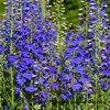 Delphiniums ou pieds-d’alouette- la jardinerie de pessicart nice 06