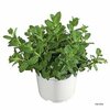 menthe 14-la jardinerie de pessicart nice 06