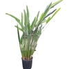 Strelizia reginae - pot 10 litres- Hauteur 180-200 cm la jardinerie de pessicart nice 06