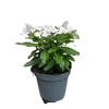 Pervenche blanc - Pot Ø 14 cm -la jardinerie de pessicart nice 06