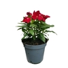 Pervenche rouge - Pot Ø 14 cm -la jardinerie de pessicart nice 06