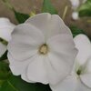 Sunpatiens blanc - Pot Ø 14 cm -la jardinerie de pessicart nice 06