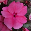 Sunpatiens rose - Pot Ø 14 cm -la jardinerie de pessicart nice 06