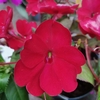 Sunpatiens rouge - Pot Ø 14 cm -la jardinerie de pessicart nice 06