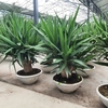 Yucca elephantipes coupe 30 cm la jardinerie de pessicart nice 06