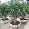 Yucca elephantipes coupe 40 cm la jardinerie de pessicart nice 06