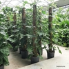 Syngonium podophyllum sur tronc pot 19 cm hauteur 150 cm-la jardinerie de pessicart nice 06
