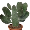 Opuntia consolea p 17- cactus de collection - la jardinerie de pessicart nice 06 (1)