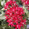 Pentas - Pot Ø 14 cm - fleurs rouges-la jardinerie de pessicart nice 06 (2)