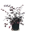 Loropetalum chinense Pot Ø 17 cm (2 L) la jardinerie de pessicart nice 06