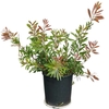 Callistemon Laevis - pot 25cm hauteur 30-40 cm la jardinerie de pessicart nice 06