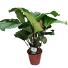 Calathea Orbifolia pot 20 cm - hauteur 65 cm-la jardinerie de pessicart nice 06 (2)