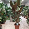 Calathea Compact Star pot 21 cm hauteur 80-90 cm la jardinerie de pessicart nice 06 (2)