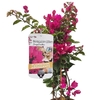 Bougainvillier Sanderiana Alexandra pot Ø 17 cm - Hauteur 60-70 cm  - fleurs mauves-la jardinerie de pessicart nice 06 (2)