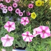 Mini-Pétunia rose et blanc pot 1.5 litre-la jardinerie de pessicart nice 06