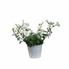 Petunia blanc -  la jardinerie de pessicart nice 06