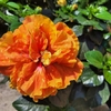 Hibiscus Rosa Sinensis Hauteur 60-80 cm Pot Ø 25 cm - orange double la jardinerie de pessicart nice 06