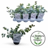 Eucalyptus Cinerea pot de 1.5 litre hauteur 35 cm la jardinerie de pessicart nice 06