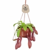 Nepenthes suspension Ø 14 cm hauteur 40 cm la jardinerie de pessicart nice 06