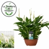 Spathiphyllum coupe - Hauteur 35 cm la jardinerie de pessicart nice 06