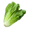 Laitue Romaine la jardinerie de pessicart nice 06