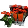 Anthurium Pot 17 cm - Hauteur 60-70 cm - orange-la jardinerie de pessicart nice 06
