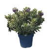 Véronique pot Ø 18 cm hauteur 30-35 cm - feuillage panaché - Fleurs mauves la jardinerie de pessicart nice 06