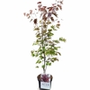 Érable du Japon - Acer palmatum Atropurpureum pot de 5 litres hauteur 100-120 cm la jardinerie de pessicart nice 06