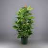 Pothos Epipremnum aureum sur colonne - Hauteur 120 cm - Pot Ø 2021 cm la jardinerie de pessicart nice 06