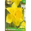 Pochette de 40 Narcisses Trompettes la jardinerie de pessicart nice 06