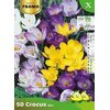 Poch. 60 Crocus la jardinerie de pessicart nice 06