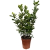 Fusain bicolor Hauteur 30-50cm Pot 1.5 litresla jardinerie de pessicart nice 06