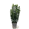 Fusain vert Hauteur 30-50cm Pot 1.5 litres la jardinerie de pessicart nice 06