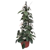 carnosa tricolor pot de 18 pyramide hauteur 70-80 cm la jardinerie de pessicart nice 06