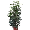 Schefflera Amate pot 24 cm hauteur 120 cm la jardinerie de pessicart nice 06